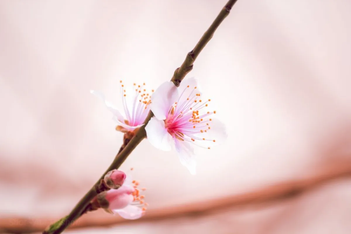 peach blossom
